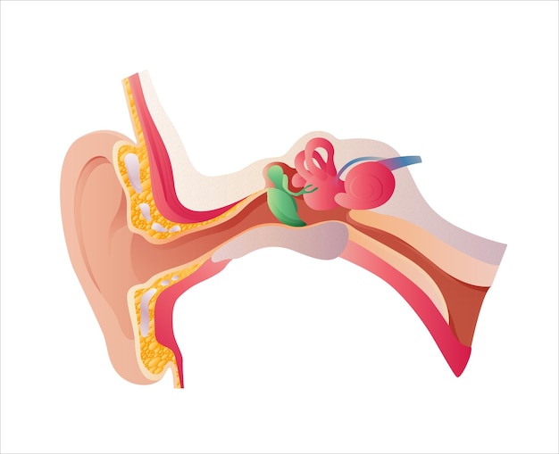 Human Ear Anatomy vector illustration