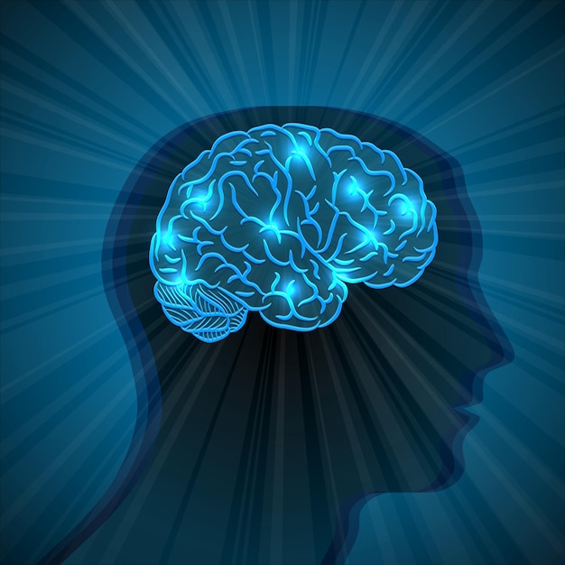 Human head and brain