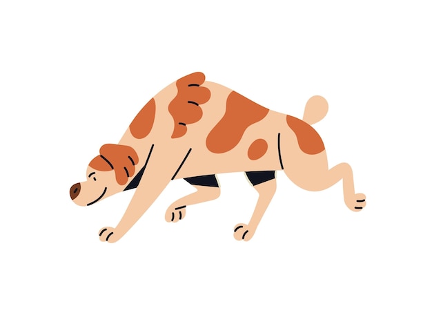 hunting dog goes on the trail happy puppy is haunting stalks pursues a prey fluffy pet pup of bloodhound sniffs smells on ground while walk flat isolated vector illustration on white background