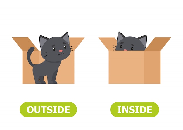 kitten inside the box and outside 