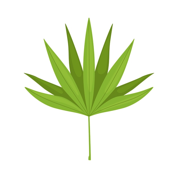 Leaf of palm tree beautiful green tropical exotic plant decorative element vector illustration