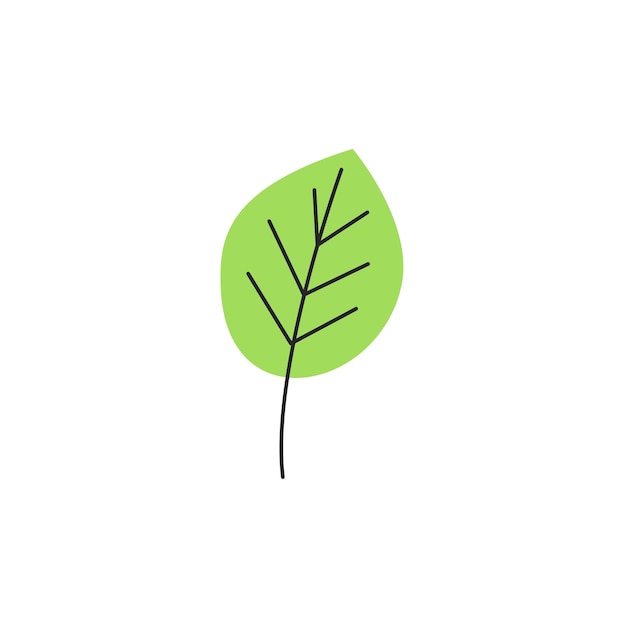 Light green fresh autumn leaf with veins Fall birch foliage season Single birch leaf silhouette