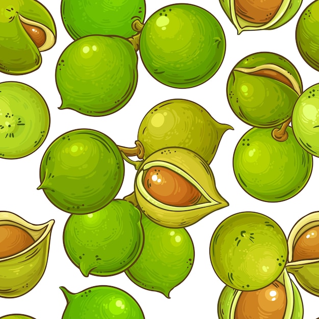 macadamia nuts vector pattern on white background