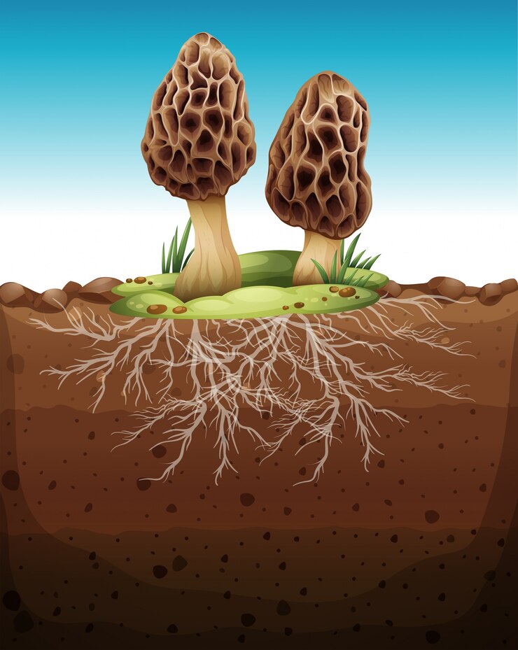 Vector mushroom growing from underground