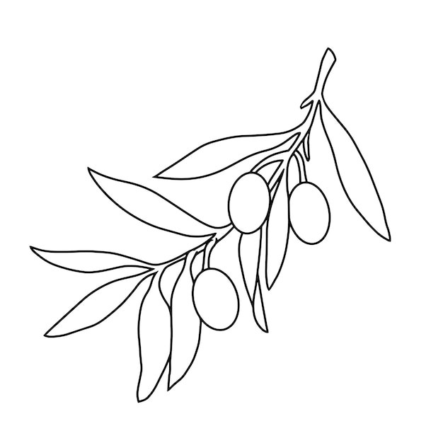olive branch with berries monochrome botanical illustration vector