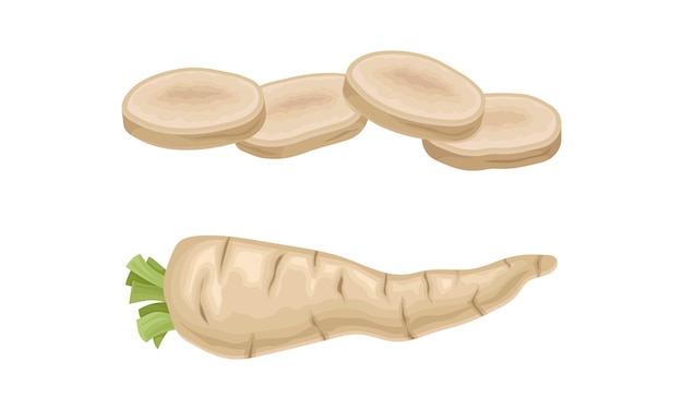 Parsley root whole and sliced set Seasoning tuberous vegetable vector illustration