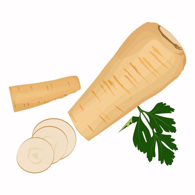 parsnip root slices parsley isolated white background top view.