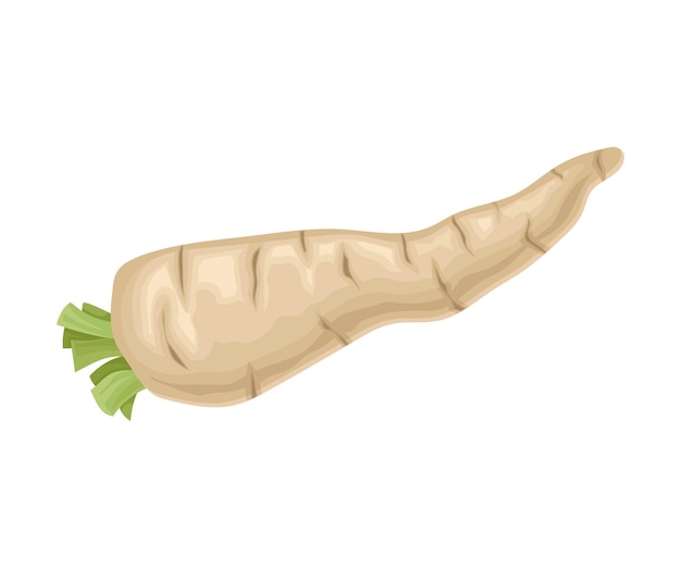parsnip root with green leaves cut off vector item cooking agricultural ingredient