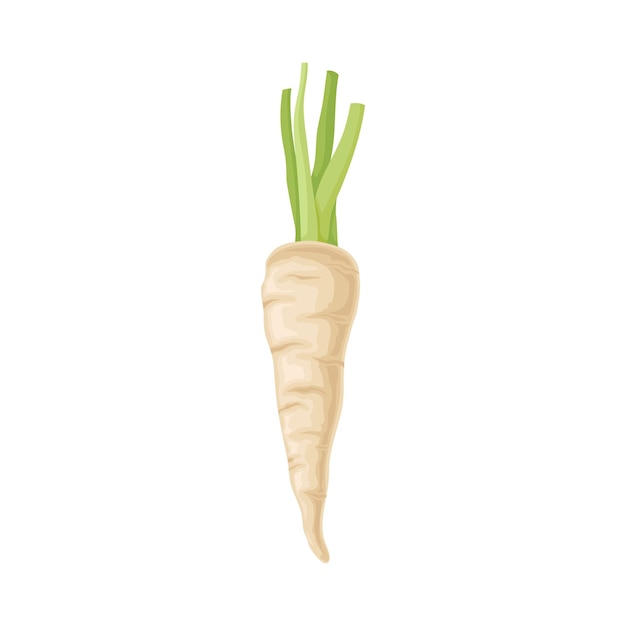 Parsnip Root With Green Stems Vector Item Cooking Agricultural Ingredient
