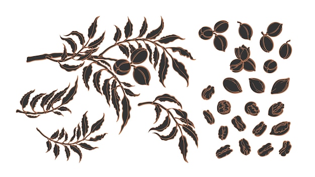pecan elements set. graphic illustration on white background. botanical sketch