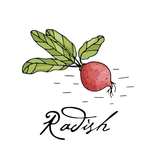 poster with hand drawn radish isolate on a white background vector icons in sketch style hand drawn objects