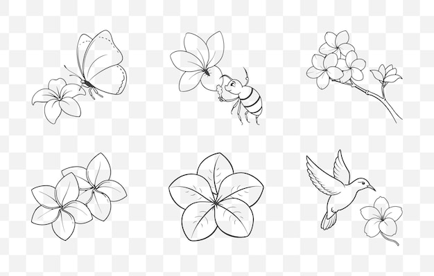 Print Plumeria Botanical Line Art Vector Set with Floral Illustrations and Tropical Flower Designs