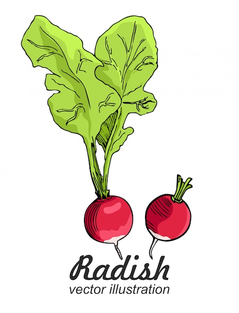 radish painted with a line on a white background. breakfast radish. a sketch of food.  drawing of spices