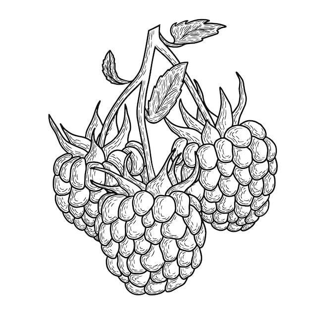raspberry illustration on white background vector art