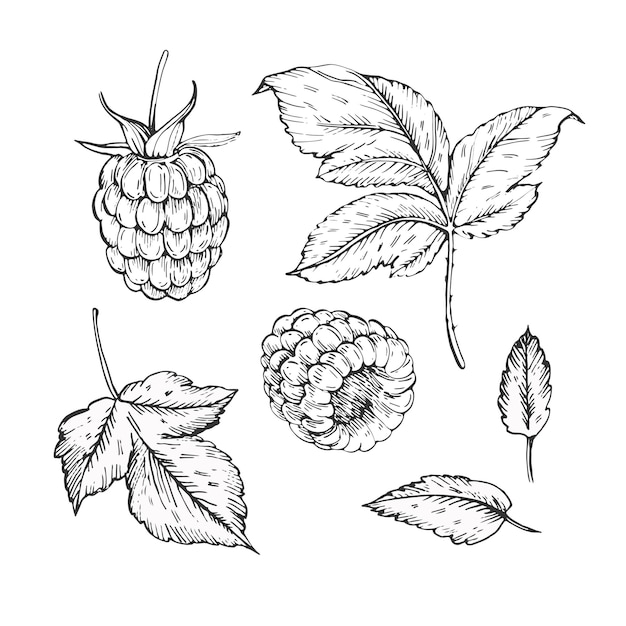 raspberry set of vector black and white illustrations hand drawn with ink