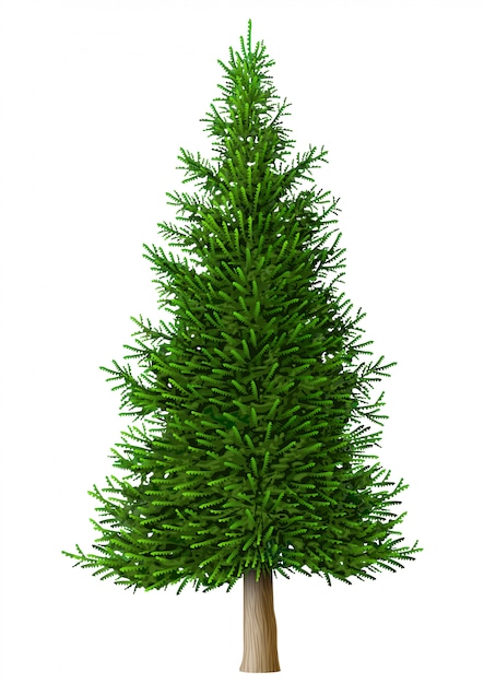 Realistic vector pine tree isolate