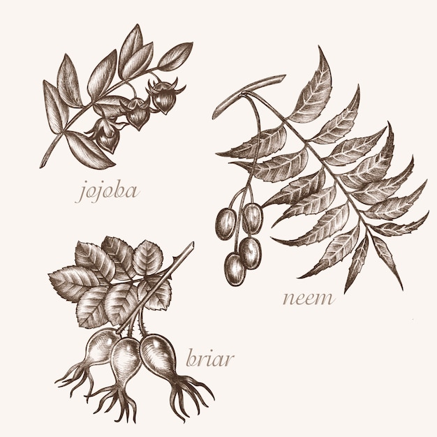 Set of vector images of medicinal plants. Biological additives are. Healthy lifestyle. Jojoba, neem, briar.