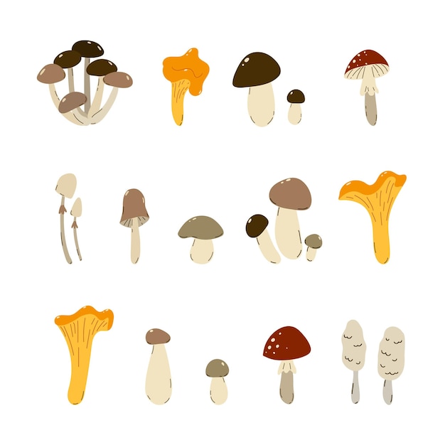 Set of wild mushrooms on a white background