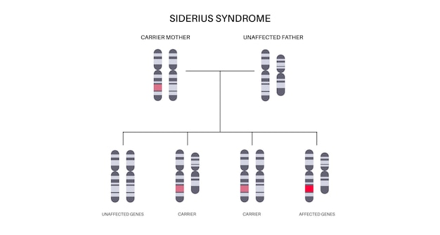 Siderius syndrome scheme