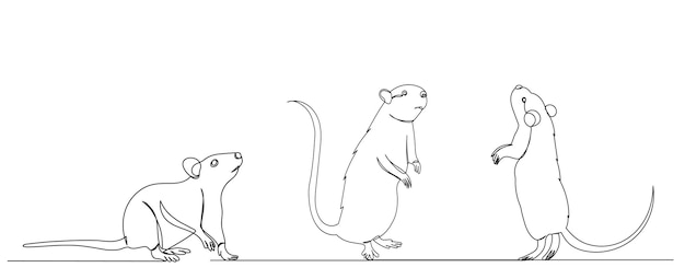 sketch of a rat mouse line drawing isolated vector