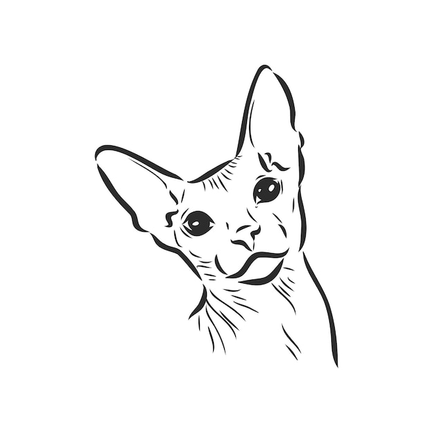 Sketch of a sphinx cat isolated on a white background sphinx cat vector sketch
