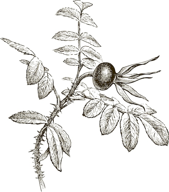 Sketch of branch of ripe dogrose