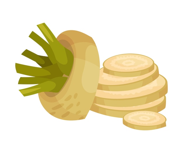 Sliced Sugar Beet as Agricultural Crop for Extraction to Make Refined Sugar Vector Illustration