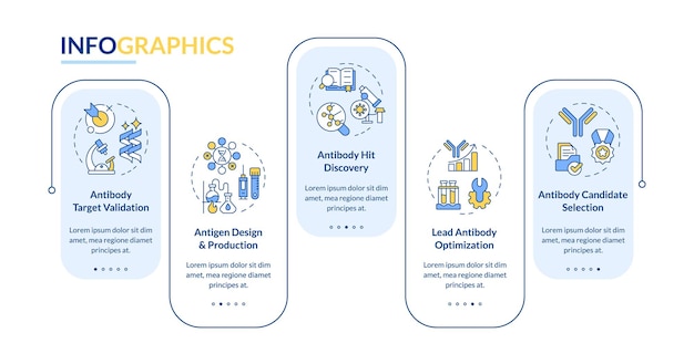 Stages in antibody discovery rectangle infographic vector