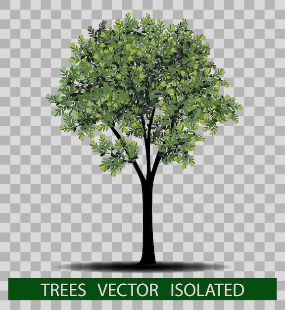 tree and leafs vector illustration