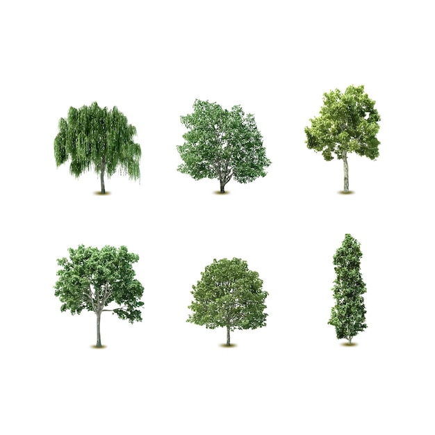 tree vector set collection vector illustration