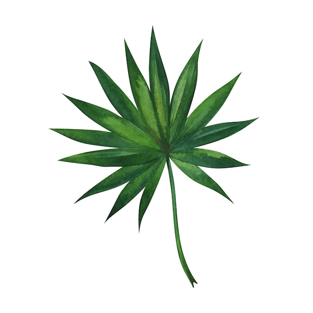 Tropical leaf hand drawn watercolor vector clipart isolated on white background