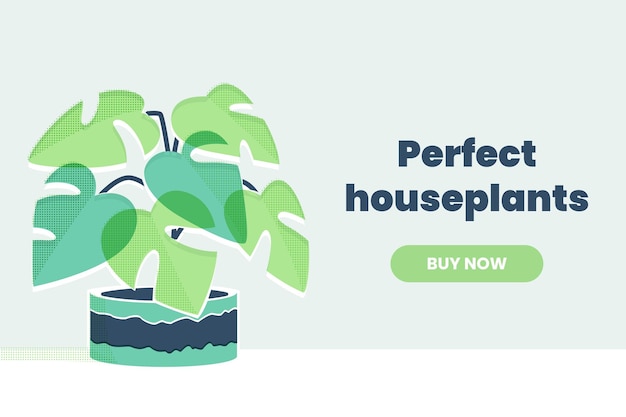 tropical plant monstera in pot for indoor plants on a table against a white wall
