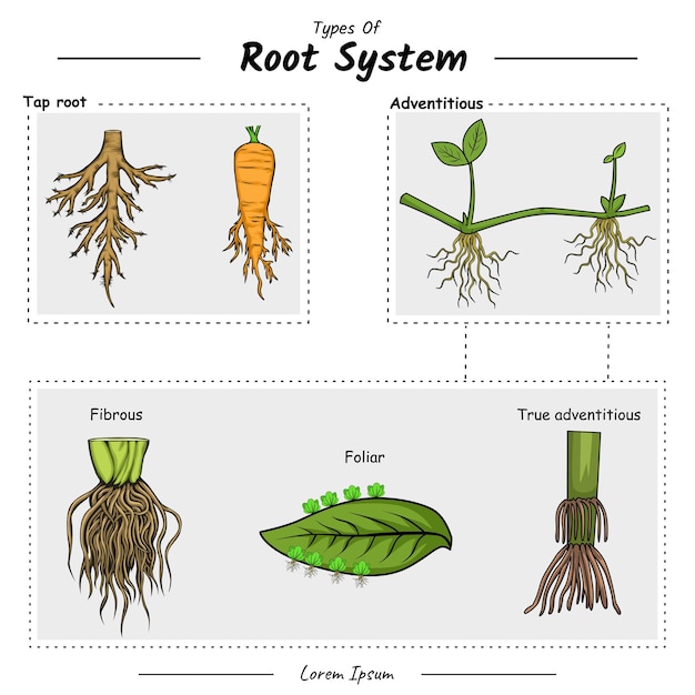 Type of root system taproot and adventitious root to explain the difference