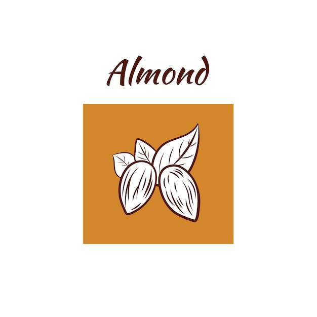 vector almond nuts illustration with leaves design element graphic art