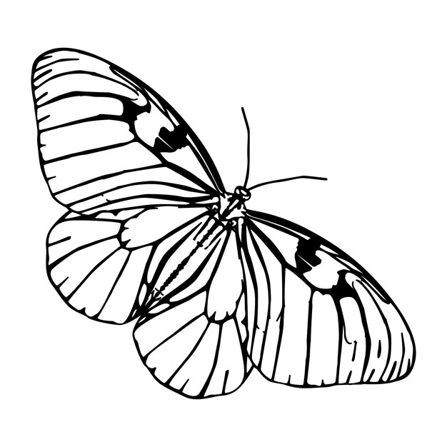 Vector butterflies silhouettes isolated on white background