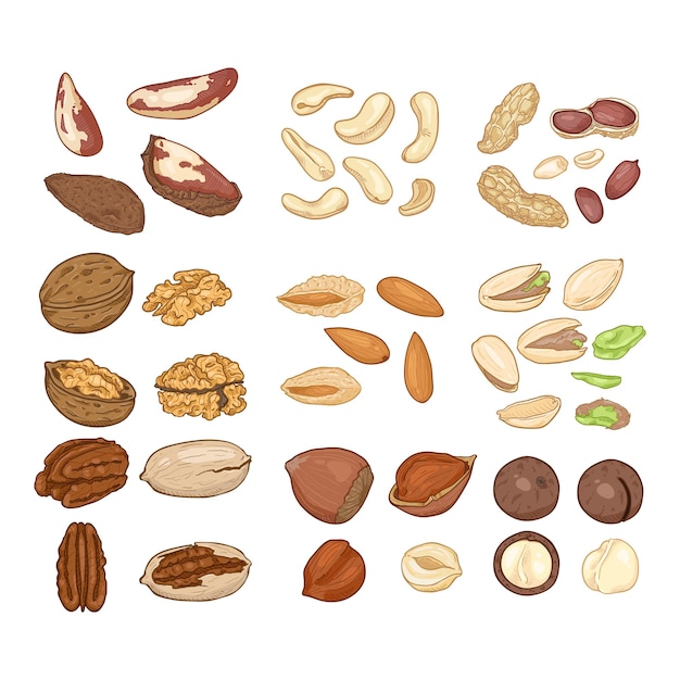 Vector Cartoon Set of Nuts All Types of Edible Nuts Healthy snack Organic Food