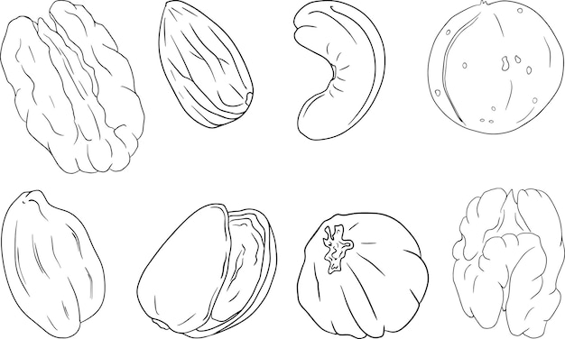 vector hand drawn nuts. walnut, macadamia, cashew, hazelnut, peanut, pistachio, almond, pecan