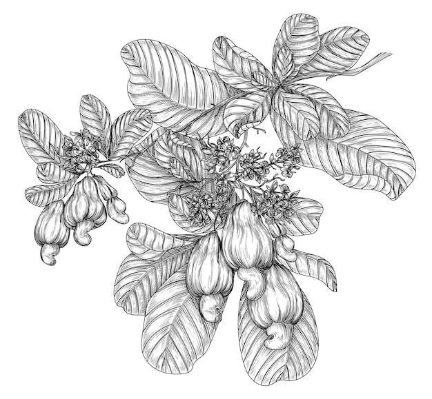 Vector illustration of a branch of blooming cashew in engraving style Nut graphic tree