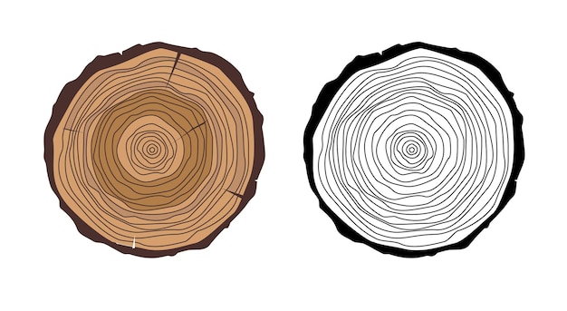Vector illustration tree rings