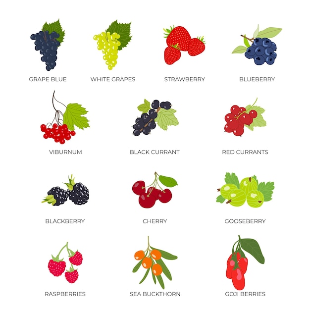 Vector set of berries. White grapes, blue grapes, cherries, blackberries, blueberries, raspberries,