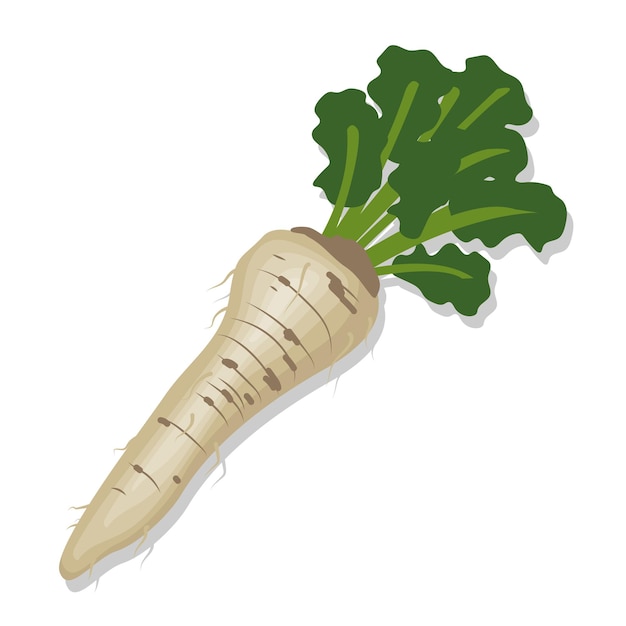 Vegetable organic fresh horseradish