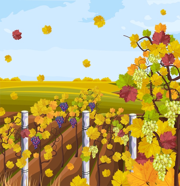 Vineyard autumn background