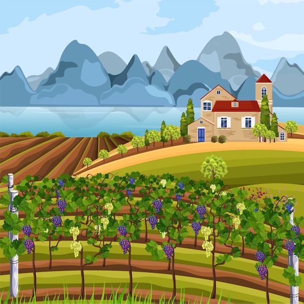 Vineyard growing harvest and mountains