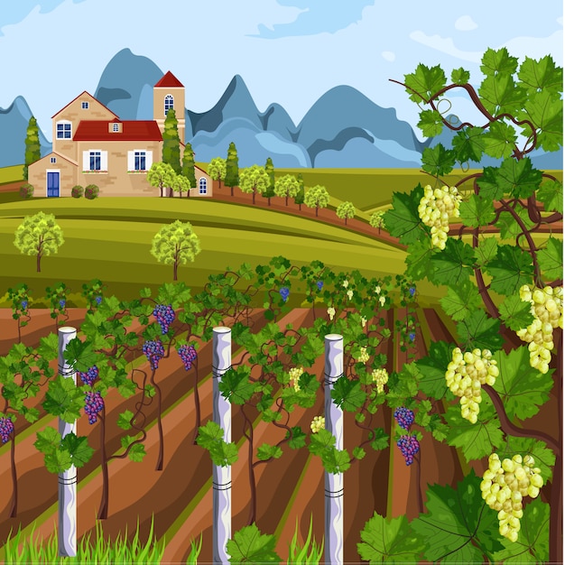 Vineyard growing harvest