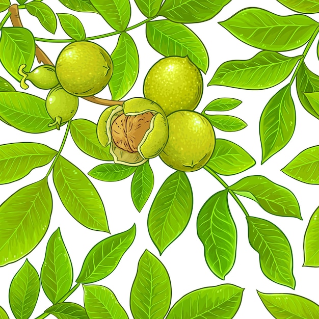 walnut branches vector pattern on white background