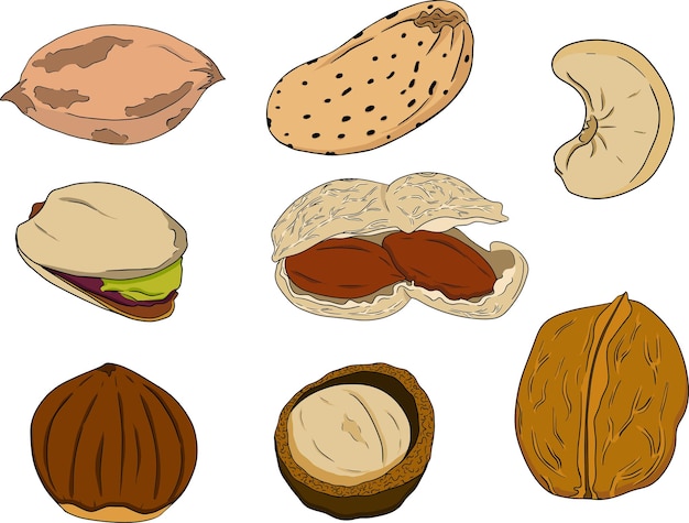 Walnut macadamia cashew hazelnut peanut pistachio almond pecan
