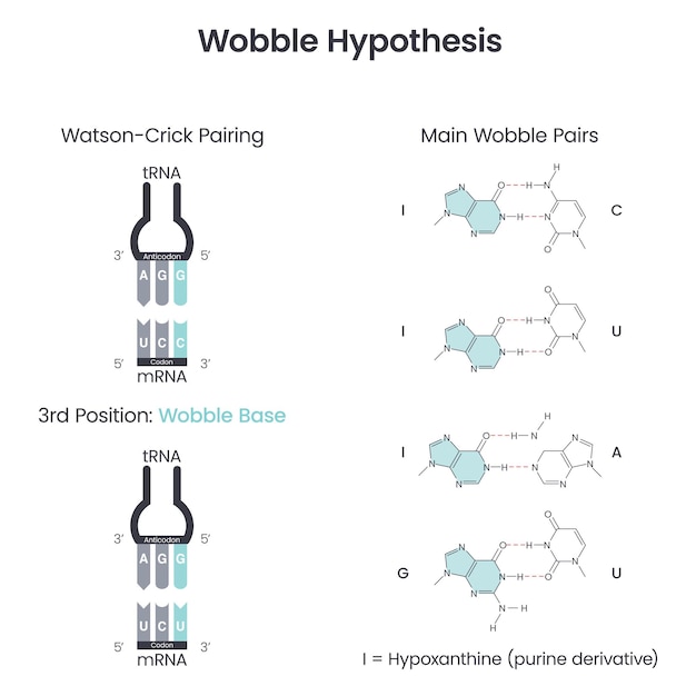 Wobble Base Pairing Hypothesis science vector illustration