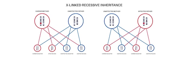 x linked recessive inheritance