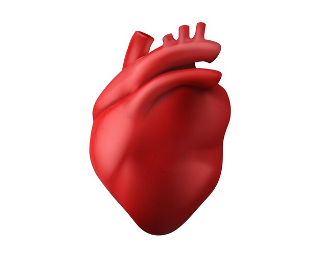 3d anatomía del corazón humano órgano vector de icono médico