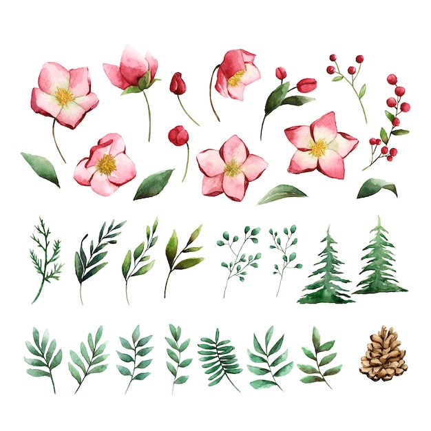 Vector gratuito acuarela conjunto de vector de flores y hojas de invierno